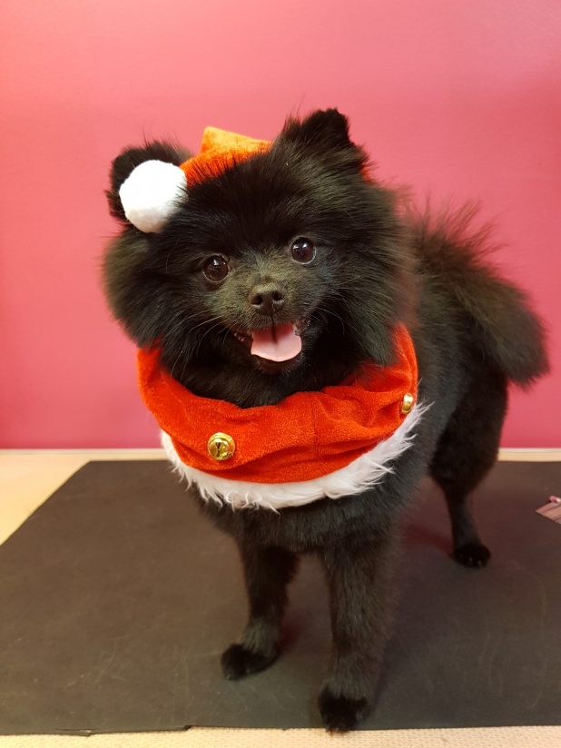 Pomeranian på klipp&bad julstyling